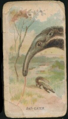 2 Anteater
